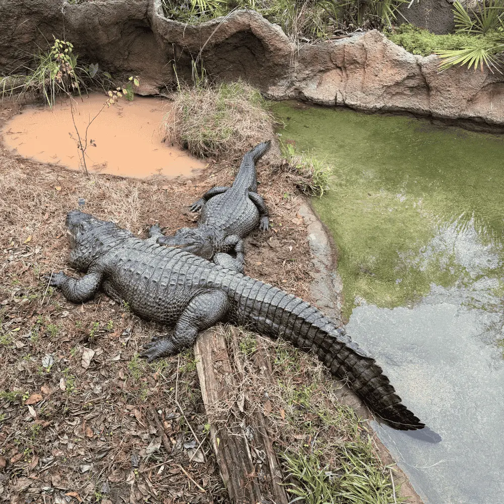 Crocodiles resting on the bank near a muddy pond, surrounded by lush greenery, illustrating the natural habitat of wildlife in Central Louisiana.
